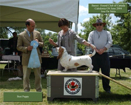 Reserve Winners Dog