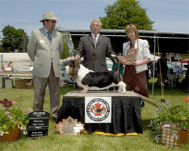 Reserve Winners Dog