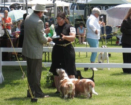 Reserve Winners Dog