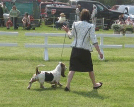 Reserve Winners Dog