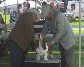 Reserve Winners Dog